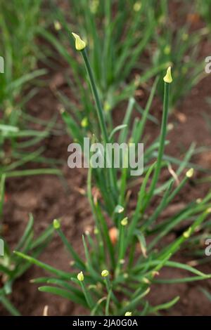 Les pipes d'oignon sont vertes. Potager, agriculture, rural, affaires Banque D'Images