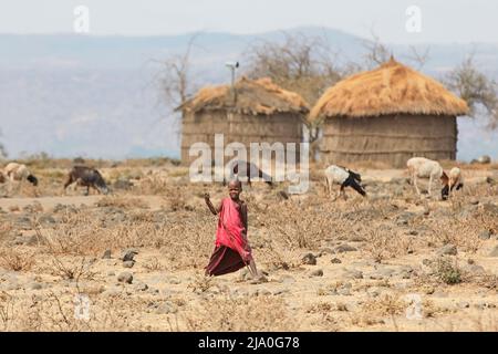 Un jeune garçon Massaï avec des chèvres et des cabanes en arrière-plan, région d'Arusha, Tanzanie, Afrique. Banque D'Images