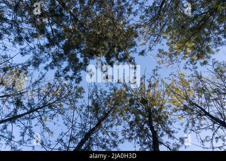 Ciel large tourné vers le haut dans un magnifique arbres verts dans la forêt de Dehradun, Uttarakhand Inde. Banque D'Images