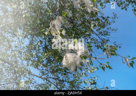 Le peuplier fluff sur les branches d'arbre contre le ciel bleu. Le peuplier fluff vole et fait des allergies. Banque D'Images