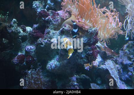 Ocellaris clownfish, Amphiprion ocellaris, également connu sous le nom de faux percula clownfish ou commun clownfish. Trois clownfish dans le Banque D'Images