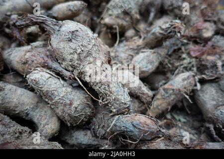 Un gros plan de racines de plantes de taro, Colocasia esculenta. Une plante tropicale cultivée principalement pour ses cormes comestibles. Uttarakhand Inde. Banque D'Images