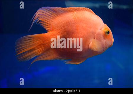 Le cichlid de perroquets de sang rouge nagent dans un réservoir de poissons. Il s'agit d'un hybride de poissons d'eau douce des midas et du cichlid de tête rouge. Le cichlid du perroquet de sang est un Banque D'Images