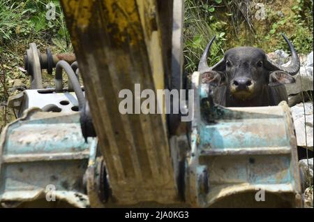 Guwahati, Guwahati, Inde. 26th mai 2022. Un peuplement sauvage de Buffalo en tant que fonctionnaire de la forêt met l'injection tranquilisée qui est venue flotter à travers la rivière Brahmaputra à Kharguli à Guwahati le jeudi 26th mai 2022.photo-DASARATH DEKA (Credit image: © Dasarath Deka/ZUMA Press Wire) Banque D'Images