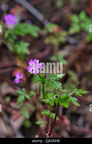 Belles fleurs sauvages pourpres de la forêt. Deux fleurs. Géranium robertianum, ou herbe-Robert, rouge-Robin, la mort vient rapidement, storksbill, Bob, Squi Banque D'Images