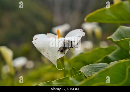 Le nénuphar sauvage fleurit avec deux abeilles bourdes qui le pollinissent, poussant à Madère, au Portugal Banque D'Images