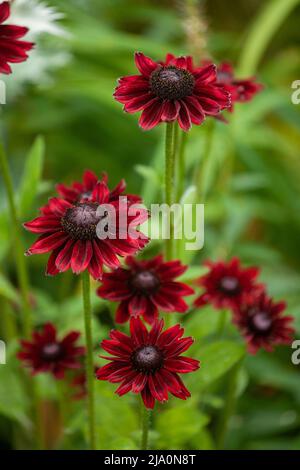 Rudbeckia hirta 'Cherry Brandy' Banque D'Images