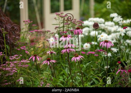 Echinacea purpurea cône fleur, et pâquerettes blanches dans une bordure herbacée. Banque D'Images