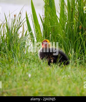 Baby-foot dans les herbes sur le côté d'un étang Banque D'Images