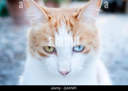 Un chat de tabby domestique au gingembre et blanc avec des yeux de différentes couleurs, connu sous le nom d'hétérochromie sectorielle. L'un des yeux est bleu tandis que l'autre est vert Banque D'Images