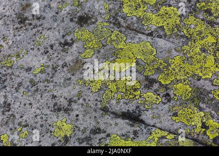Mousse jaune et lichen, champignon sur les rochers dans les montagnes. Formations rocheuses de grès des Carpates Gorgany range.gray abstraite pierre texture back Banque D'Images