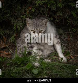 Sofia, Bulgarie - 24.05.2022, Un chat tabby se trouve dans le jardin avec le fond sombre de thuja buissons. Banque D'Images