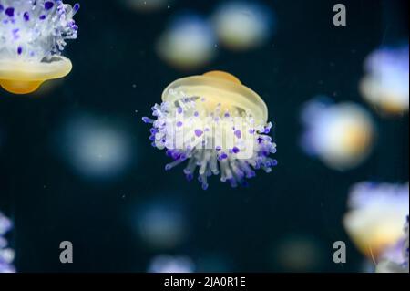 Méduses aux œufs également connues sous le nom de méduses aux jaunes d'œufs, Phacellophora camtschatica nageant dans le réservoir à poissons de l'aquarium de Jelly Banque D'Images