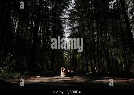 Le Berger australien se trouve sur la route, au milieu d'une forêt dense de conifères, à rayons de soleil et pose magnifiquement. Chien domestique pur-sang dans la forêt de pins sur t Banque D'Images