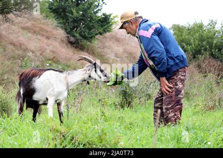 Un vieux fermier nourrit une chèvre avec de l'herbe sur un pâturage vert. Scène rurale avec homme âgé, laiterie Banque D'Images