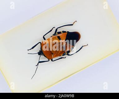 Spécimen perspex enfermé vu d'en haut sur un fond blanc Pentatomidae insecte bouclier Banque D'Images