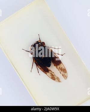 Spécimen perspex enfermé vu d'en haut sur fond blanc Cicadidae Banque D'Images