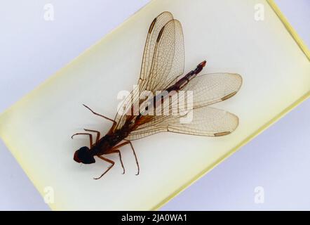 Spécimen perspex enchâssé vu d'en haut sur fond blanc Pentatomidae libellule Banque D'Images