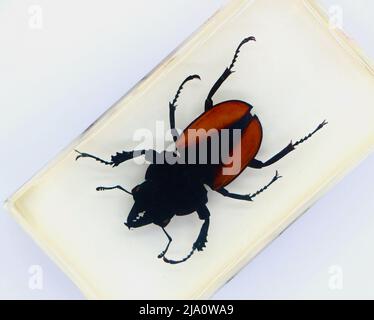 Spécimen enrobé de perspex vu d'en haut sur un fond blanc, le coléoptère de Neolucanus parryi Banque D'Images