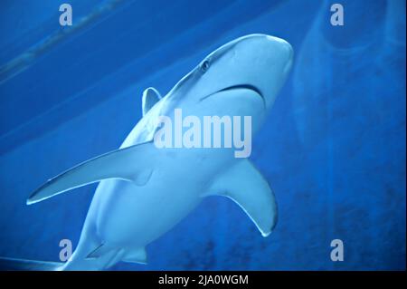 Les grands requins nagent dans le aquarium Shark Fish Tank Banque D'Images