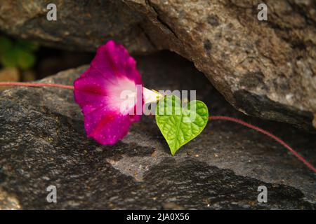 Red Morning Glory Ipomoea Indica Heavenly Blue Moonflower Morning Glory Scarlett O'Hara Morning Glory Banque D'Images