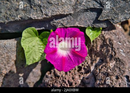 Red Morning Glory Ipomoea Indica Heavenly Blue Moonflower Morning Glory Scarlett O'Hara Morning Glory Banque D'Images