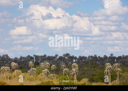 Le paysage à l'intérieur du parc national 'El Palmar', Concordia, entre Rios, Argentine. Banque D'Images