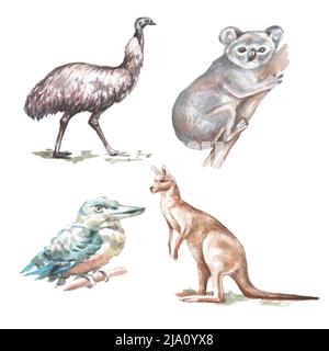 Animaux Australie illustration graphique dessin à la main koala ostrich emu isolé sur fond blanc ensemble Banque D'Images