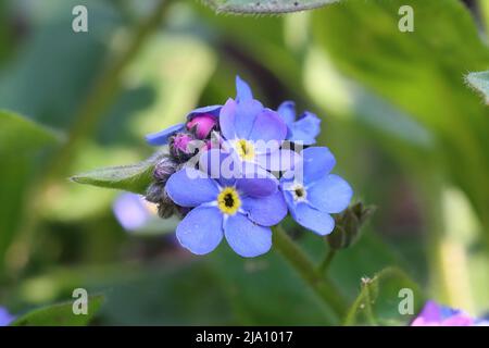 gros plan de beau bleu oubliez-moi pas de fleurs sur un fond flou Banque D'Images