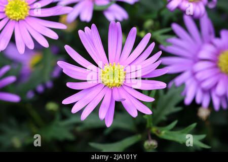 gros plan d'une fleur de brachyscome multifida bleu frais sur un arrière-plan flou naturel, vue d'en haut Banque D'Images