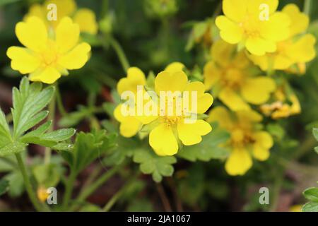 gros plan de jolies fleurs en forme de buttercup avec vue d'en haut Banque D'Images