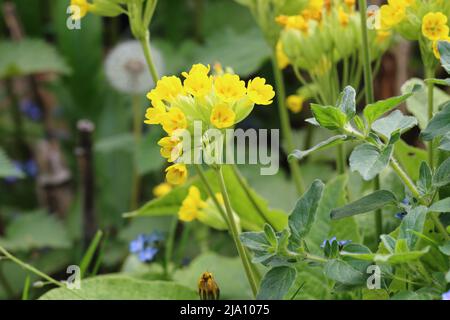 gros plan d'un primula jaune fleuri dans un jardin Banque D'Images