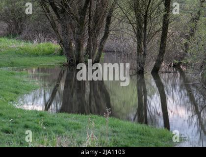 Saule à tiges multiples dans l'eau, pendant les crues ou le niveau d'eau élevé après la pluie au printemps Banque D'Images