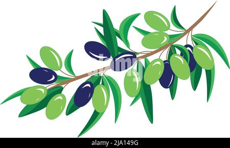 Illustration d'une branche d'olive. La branche olivier est un symbole de réconciliation, de paix et d'unité. En outre, l'huile d'olive et l'huile d'olive sont les plus bénéfiques pour le Illustration de Vecteur