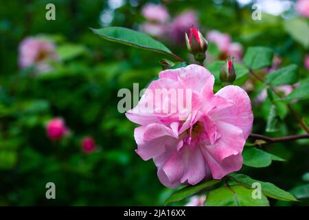 Magnifique rosebud rose ouvert à côté d'un bourgeons fermé sur une brousse dans un jardin de printemps fleuri. Fleurs d'été en fleur sur fond vert flou avec espace Banque D'Images