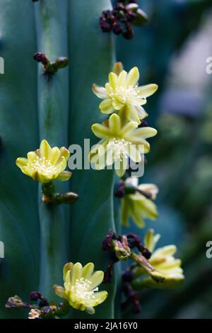 Cactus vert sans épine aux fleurs délicatement jaunes en pleine fleur dans le jardin botanique de printemps. Culture de cactus à vendre. Horticulture en serre, gl Banque D'Images