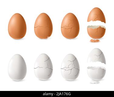 Illustration réaliste de vecteur isolé blanc et brun fissuré et ensemble d'œufs ouvert Illustration de Vecteur