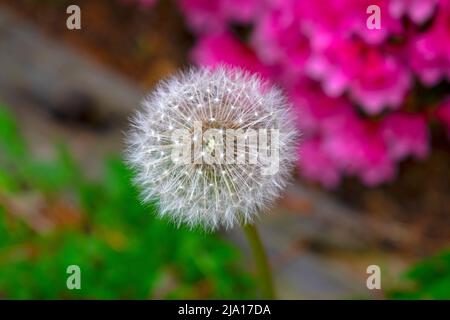 Tête entière de semence de pissenlit (Taraxacum officinale) sur fond vert et rose flou -01 Banque D'Images