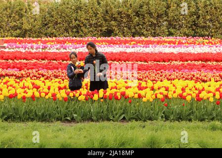 Les touristes cueillant des fleurs colorées dans le jardin de tulipes spectacle aux pays-Bas Banque D'Images