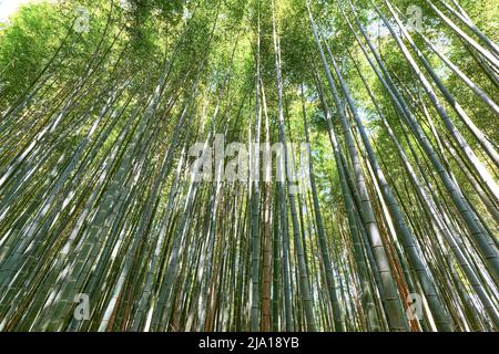 Japon. Kyoto. Bosquet de bambou d'Arashiyama Banque D'Images