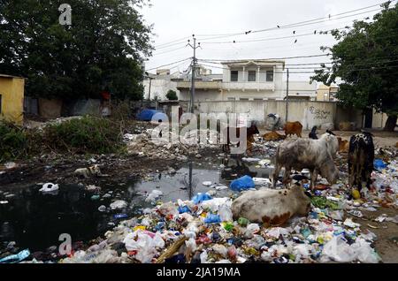 Rawalpindi, Pakistan, 26 mai 2022. Les vaches paître sur un tas de déchets qui se trouvent sur le bord de la route, créant des problèmes pour les navetteurs, les résidents et l'atmosphère inhygiénique, montrant la négligence des autorités concernées, à proximité du bureau de la section de trafic Mazar-e-Quaid à Karachi le jeudi 26 mai 2022. Banque D'Images