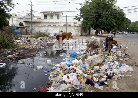 Rawalpindi, Pakistan, 26 mai 2022. Les vaches paître sur un tas de déchets qui se trouvent sur le bord de la route, créant des problèmes pour les navetteurs, les résidents et l'atmosphère inhygiénique, montrant la négligence des autorités concernées, à proximité du bureau de la section de trafic Mazar-e-Quaid à Karachi le jeudi 26 mai 2022. Banque D'Images