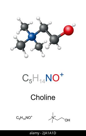 Choline, modèle à bille et à bâton, formule moléculaire et chimique. Composé organique, nutritif essentiel pour les humains, composant nécessaire dans les membranes cellulaires. Banque D'Images