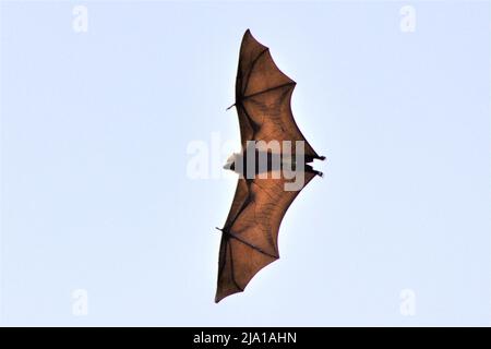 Renard volant mauricien (Pteropus niger) au jardin botanique Sir Seewoosagur Ramgoolam, Maurice Banque D'Images