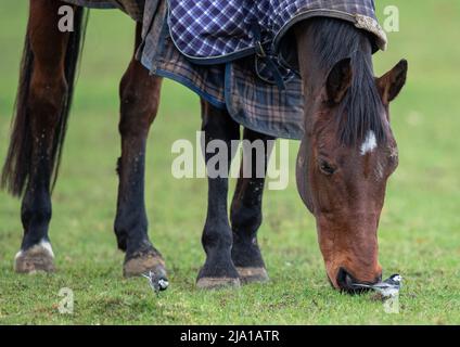 L'interaction entre les espèces. Les queues de cheval à pied travaillent étroitement avec un cheval afin de capturer les insectes qu'il perturbe dans l'herbe. Suffolk, Royaume-Uni Banque D'Images