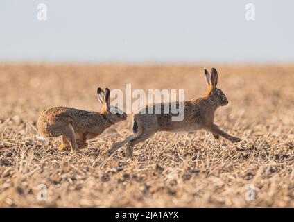 La marche folle se hante, montrant le comportement de la cour, avec une femelle se chassé à travers le chaume par le mâle amoreux . Suffolk, Royaume-Uni Banque D'Images