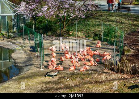 Zoo de Dortmund, Rhénanie-du-Nord-Westfalia, Allemagne Banque D'Images