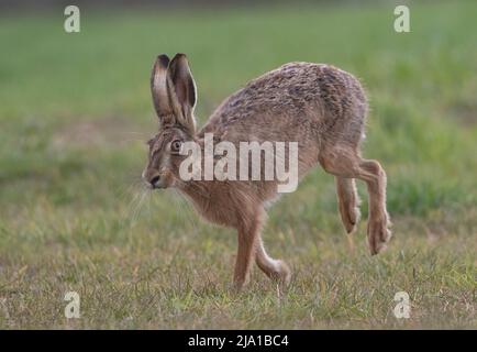 Une rencontre étroite d'un grand lièvre brun en bonne santé qui se limite devant l'appareil photo - Suffolk, Royaume-Uni Banque D'Images