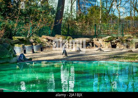 Zoo de Dortmund, Rhénanie-du-Nord-Westfalia, Allemagne Banque D'Images