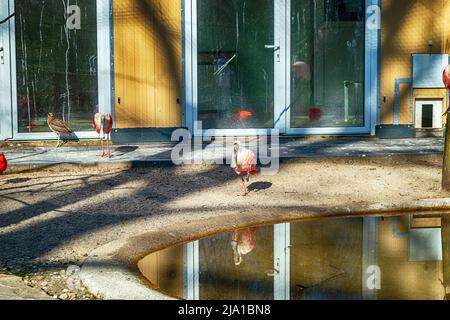 Zoo de Dortmund, Rhénanie-du-Nord-Westfalia, Allemagne Banque D'Images